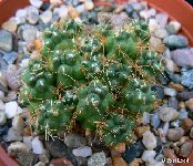 Cumulopuntia subterranea ssp. pulcherrima (Incahuasi) ex Puna FA (small quantity)